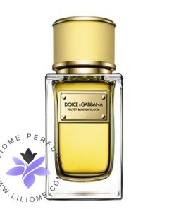 عطر ادکلن دلچه گابانا ولوت میموسا بلوم-Dolce Gabbana Velvet Mimosa Bloom