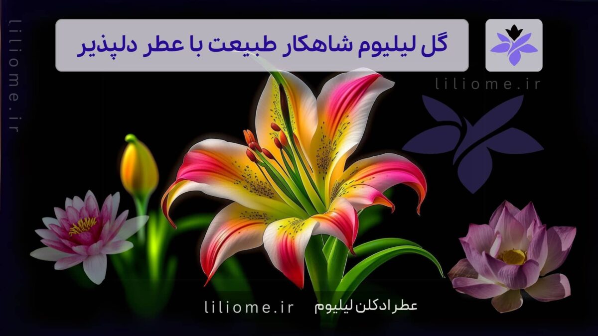 معرفی گل لیلیوم (سوسن) شاهکار طبیعت با عطر دلپذیر