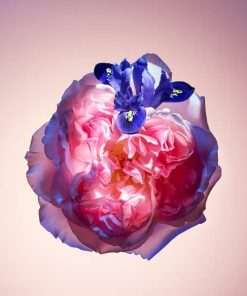 Louis Vuitton Rose des Vents